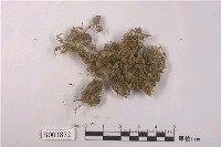 藏品(明葉苔屬)的圖片